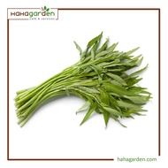5 Gram Broadleaf Water Convolvulus Seed/ Benih Kangkung Berdaun Lebar - Vegetable Seed
