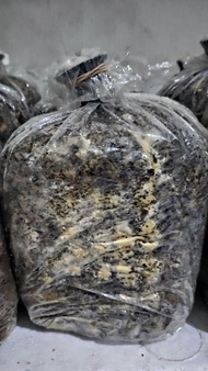 BIBIT JAMUR MERANG PUTIH SUPER (JUMBO)