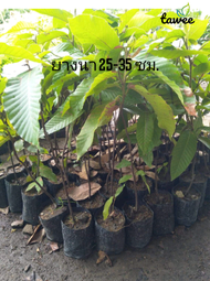 ต้นกล้ายางนา พันธุ์ไม้ ไม้เศรษฐกิจ 25-35 ซม. ต้นละ 15 บาท