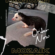 Baby Musang Pandan Mozaik