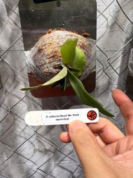 Nook 鹿角蕨孢子苗 Dwarf Mr Nook 泰國原廠 platycerium