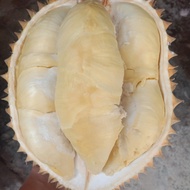 durian montong utuh