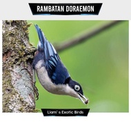 Promo burung rambatan doraemon bahan pilihan