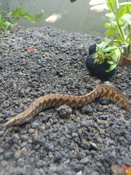 hiasan aquarium/aquacape ikan hias sili bambu