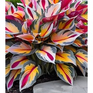 Benih Baru Begonia Seed Pelangi Rainbow Premium Hosta Seed - 5 Seed