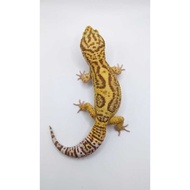 Gecko Choco Male Proven Children's Toy