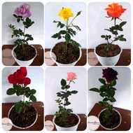 [NEW] TANAMAN HIAS HIDUP BUNGA MAWAR 6 WARNA (UNGU KUNING ORANGE MERAH PEACH ORANGE MAROON) TERLARIS