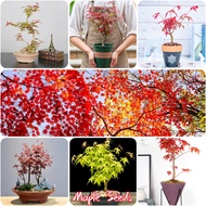 Maple Seeds 50pcs Seeds Flower Plants Bonsai Seeds for Planting Fast Germination Flowering Seeds Ornamental Plants