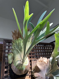 鹿角蕨 AKKI 側芽