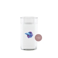 Fish Place |Aquarium Betta Fish Aquarium/s Guppy/s Ornamental/s Betta Fish Containers B