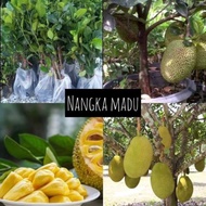 POKOK NANGKA MADU J33