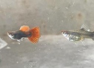 【蝦迷水族】丹頂禮服  孔雀魚 品系魚 觀賞魚 水族 飼料