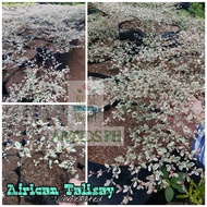 ♝African Talisay Variegated (Pinkish)