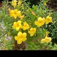 2 KERATAN BATANG POKOK BUNGA ALAMANDA KUNING 2 PCS OF STEM CUTTING YELLOW ALAMANDA FLOWER