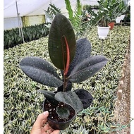 50 Seeds (buy 2 get 1 free) Ficus Elastica Rubber Tree Black Prince Plant for Sale Easy To Planting In Local