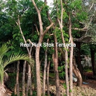 Iron tree / 4 meter large stem iron tree