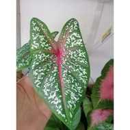 caladium red star(keladi red star)