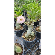 Adenium Thailand real Live Plant ( Random Colour )