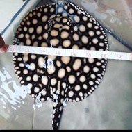 ikan pari air tawar black diamond stingray