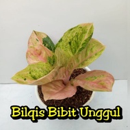 bibit bunga aglonema emerald import (bunga aglonema emerald)