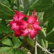 POKOK BUNGA KEMBOJA CINA/ADENIUM/POKOK BONSAI/POKOK HIASAN BUNGA