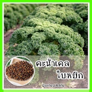 พร้อมส่ง ❗ รหัส 005 เมล็ดพันธุ์ คะน้าเคลใบหยิก (Curled Kale) ราชินีผักใบเขียว เมล็ดพันธุ์ OP แท้  เม