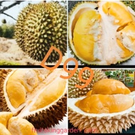 Anak Pokok Durian D99 Kawin 2 Feet ++Tall