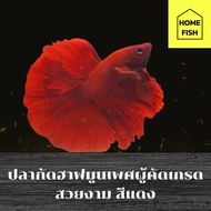 ปลากัดฮาฟมูนแดงสวยงามเพศผู้  เกรดA. ( มีรับประกันสินค้า  )(มีเก็บเงินปลายทาง)