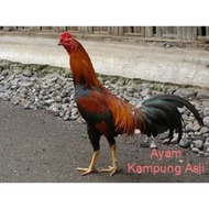 Telur berbenih Ayam Kampung