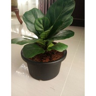 Fiddle fig pokok hidup