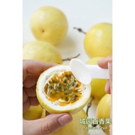 Passion Fruit Panama Golden Rose 100% Sweet Buah Markisa Kuning Panama Type Mixed Size新鲜百香果 1kg=17pc
