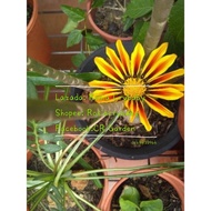 Gazania 10 seeds 勋章菊 种子 10粒