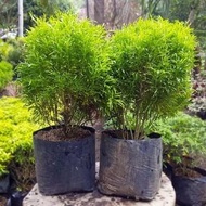 Anak Pokok Tong Mas / Bola mas/ Euodia Cultivar