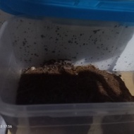 Tarantula Juve Golden knee