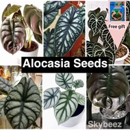 Alocasia Plant Seeds Elephant Ear Indoor and Outdoor Multiple Variations