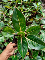 Aglaonema Pink Lipstick with FREE plastic pot, pebbles and garden soil (Rare Plant and Limited Stock)