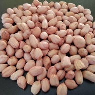 25kg Kacang Tanah [Mentah]/ Raw Peanut/ Groundnut