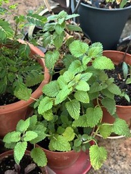 檸檬薄荷盆栽 可食用香草