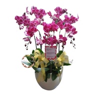 Table Flower Bunga Meja Anggrek Bulan Bunga Cantik Bunga Fresh 601