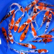 bibit ikan koi blitar size 4-5cm paket 56ekor 