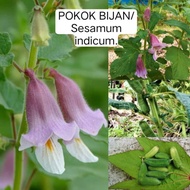 pokok bijan hitam sesamum indicum
