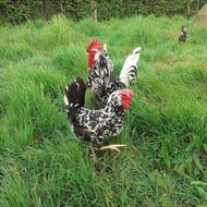 Telur berbenih Ayam White Leghorn Exchequer