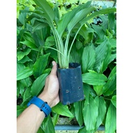 Halia Hitam tisu kultur