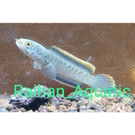 Partai per 10 ekor baby limbata cb 3_4cm Grade A++ induk rim tebal bukan pulchra bukan auranti, buka