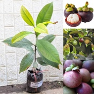 Anak Pokok Manggis – Hybrid Unggul dengan Buah Manis dan Rasa Lazat