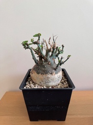 刺腺蔓 塊根 象牙宮 植物 盆栽 龜甲龍 橄欖 龍舌蘭 象足漆樹 多肉 仙人球 仙人掌