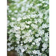 1 000 Gypsophila Seeds