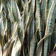 Sansivera plant, snake plant - sansivera - sansivera