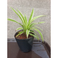 Orchid plant (plant in pot 15 to 20cm tall)