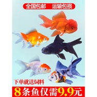 Ikan Emas Ikan Hidup Air Sejuk Ikan Hiasan Ranchu Ikan Emas Rumput Ikan Emas Lionhead Ikan Emas Ikan